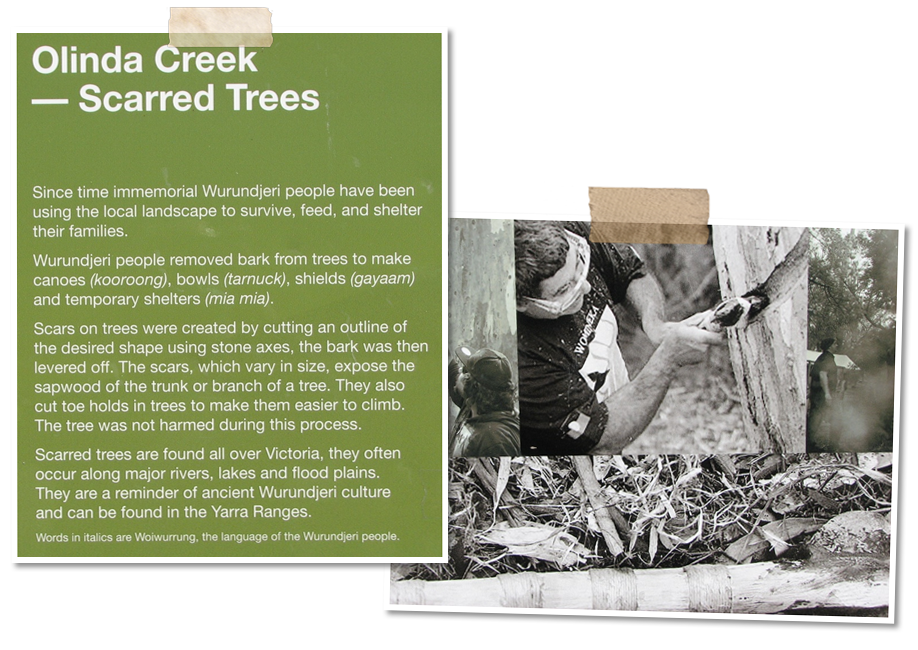 Olinda Creek - Scarred Trees signage