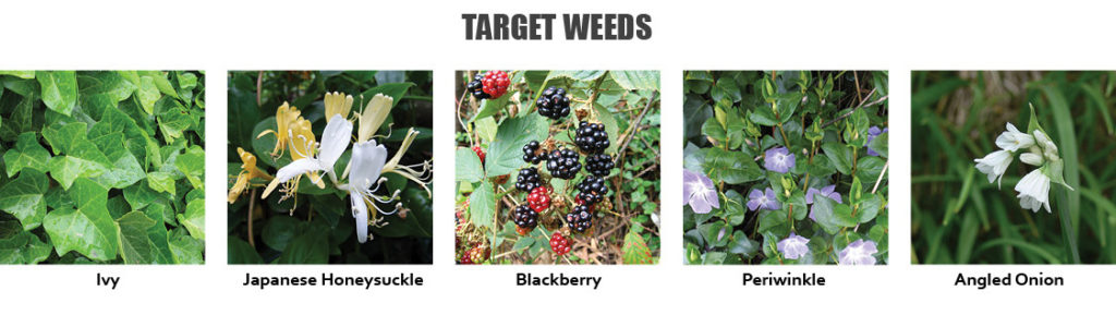 Target weeds include Ivy, Japanese Honeysuckle, Blackberry, Periwinkle and Angled Onion.
